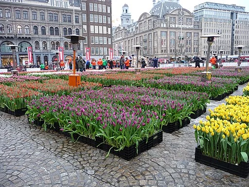 National Tulip Day, Amsterdam